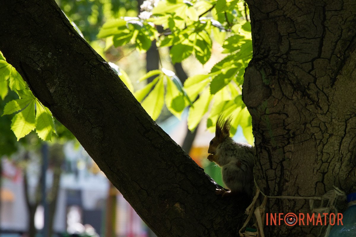 Руда красуня