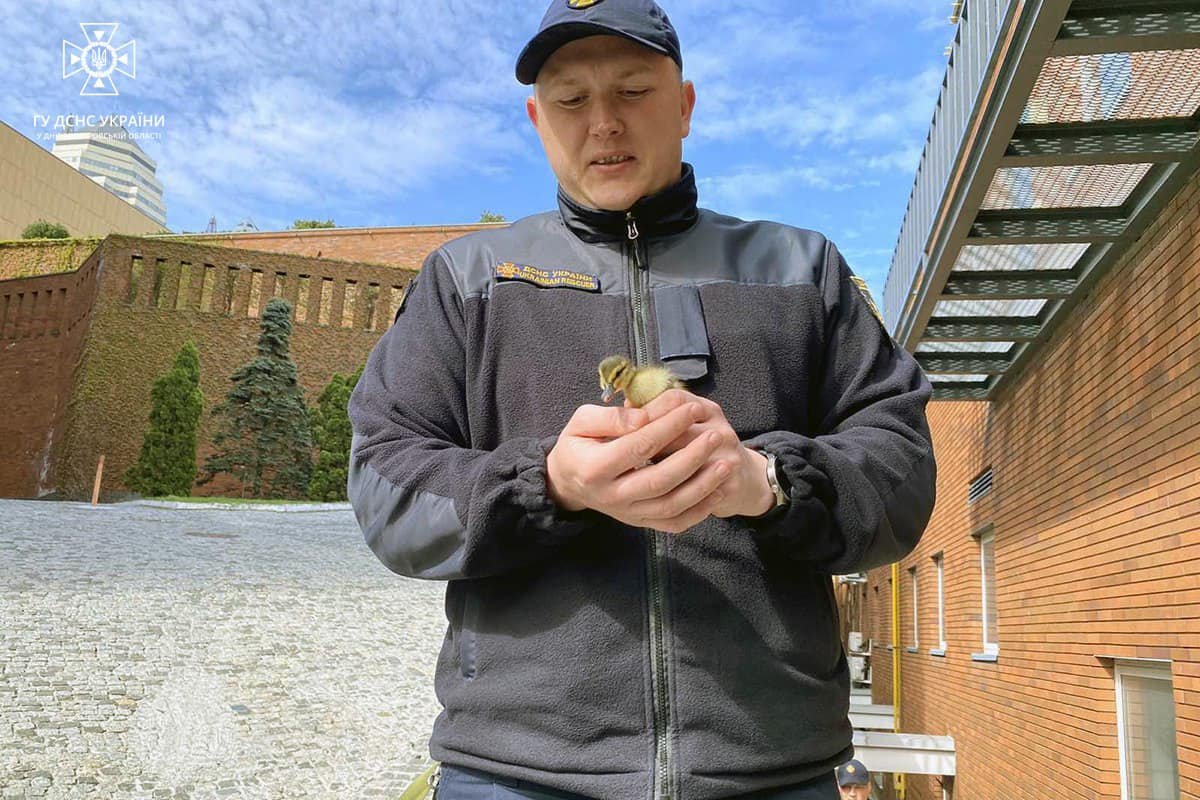 "Качині історії" від ДСНС "Качині історії" від ДСНС