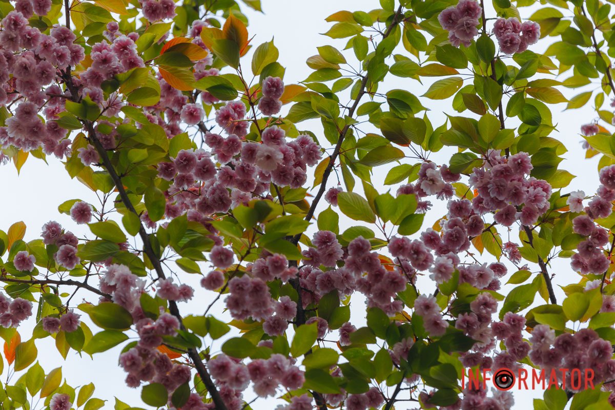 Неймовірна краса