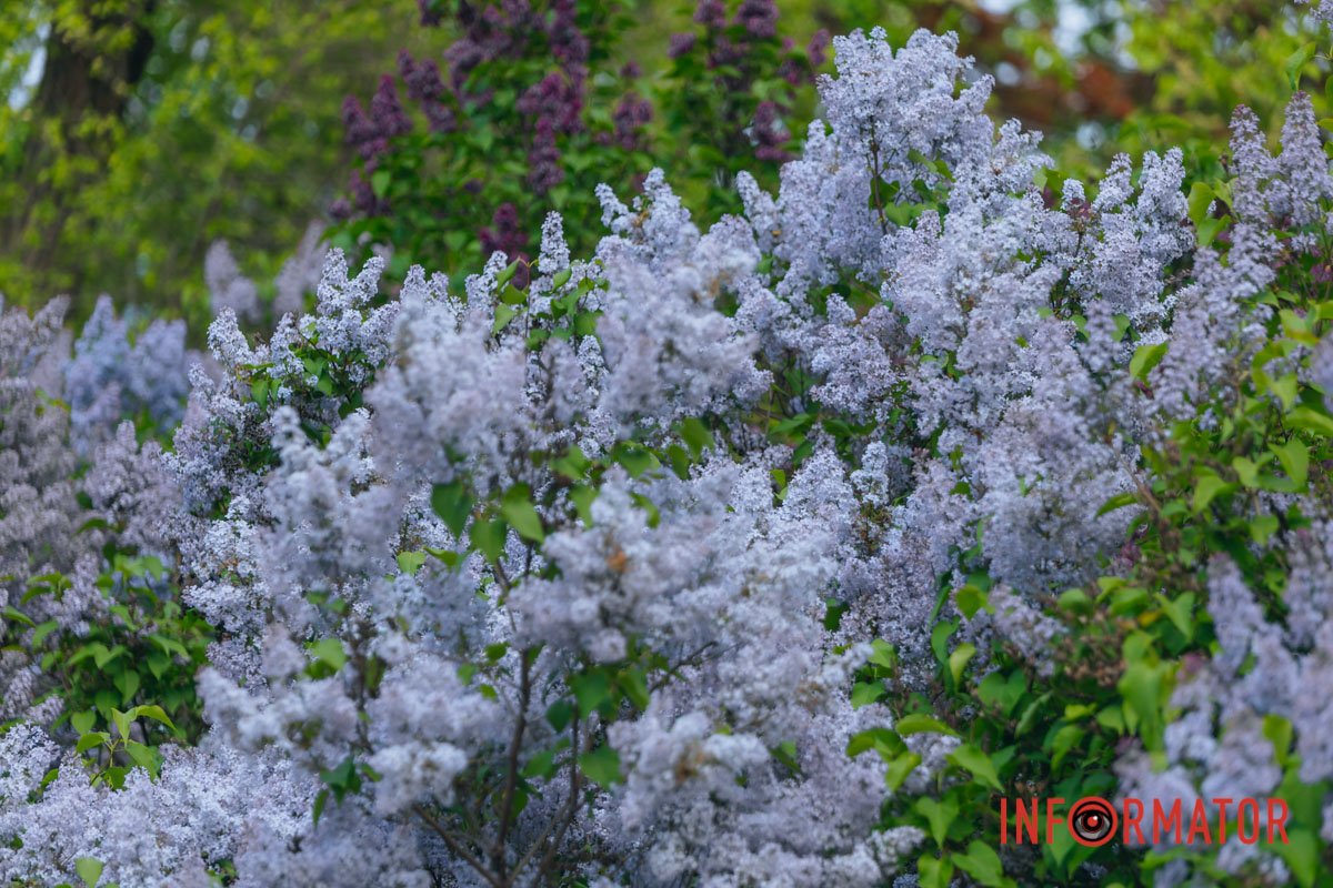 Подивіться на цю красу