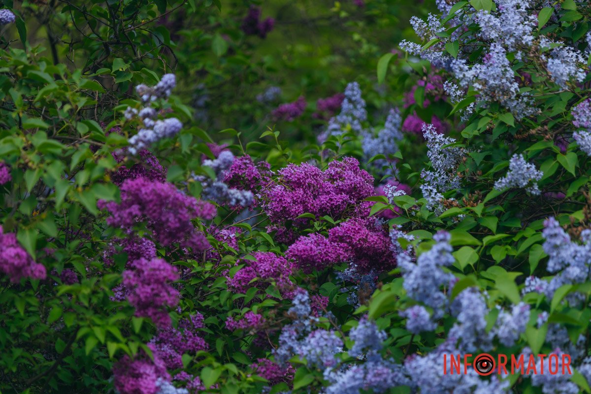 А який аромат!