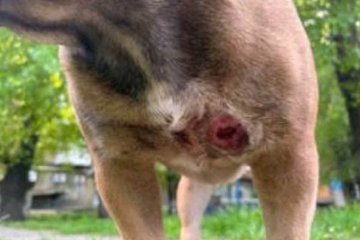 Постраждала собака