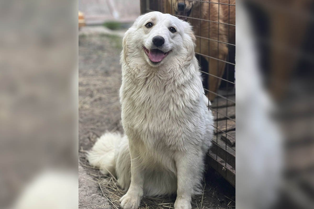 Метис лабрадора та ретривера