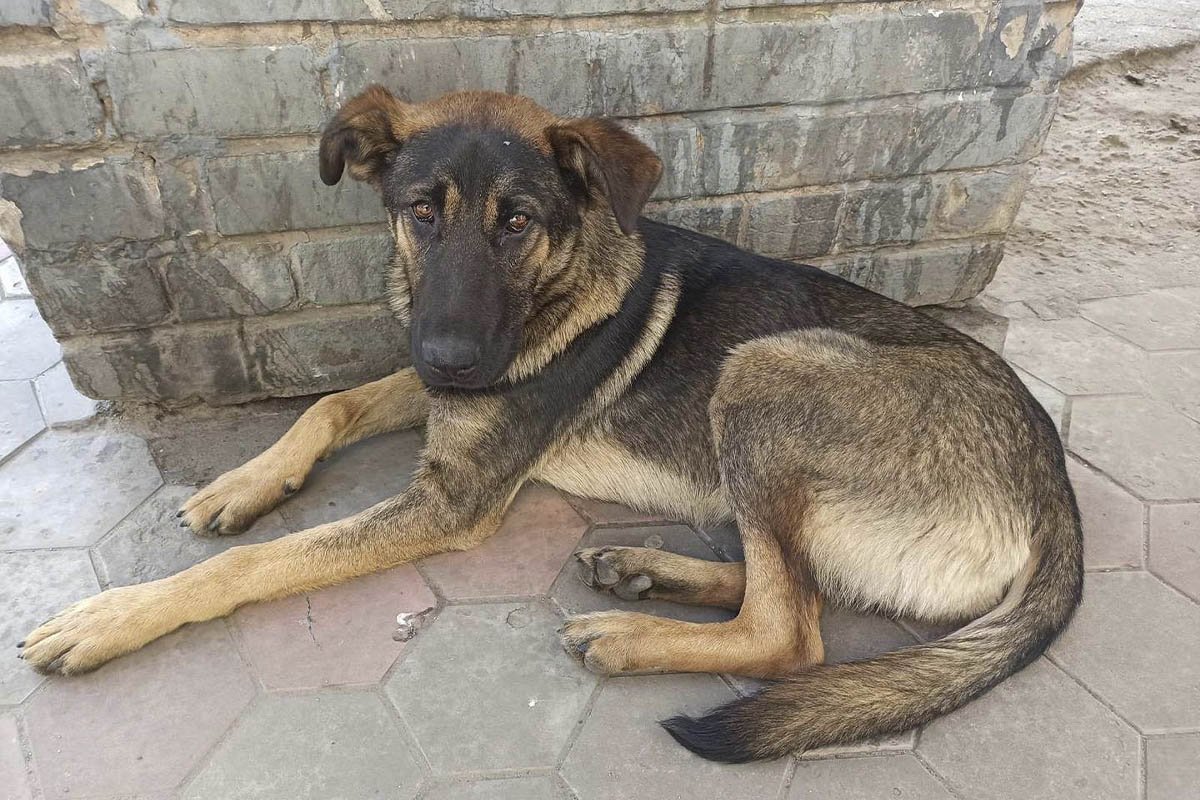 Песик шукає колишніх господарів або нових