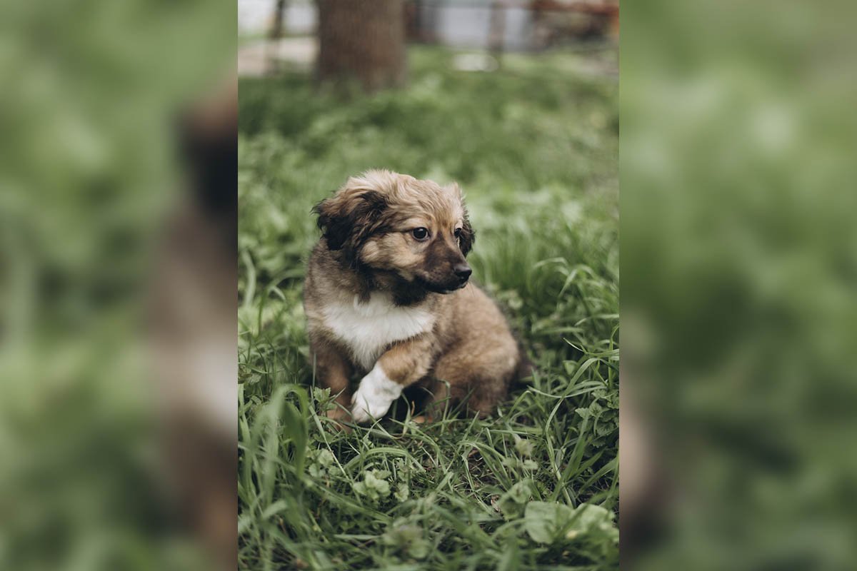 Він ласкавий та пухнастий