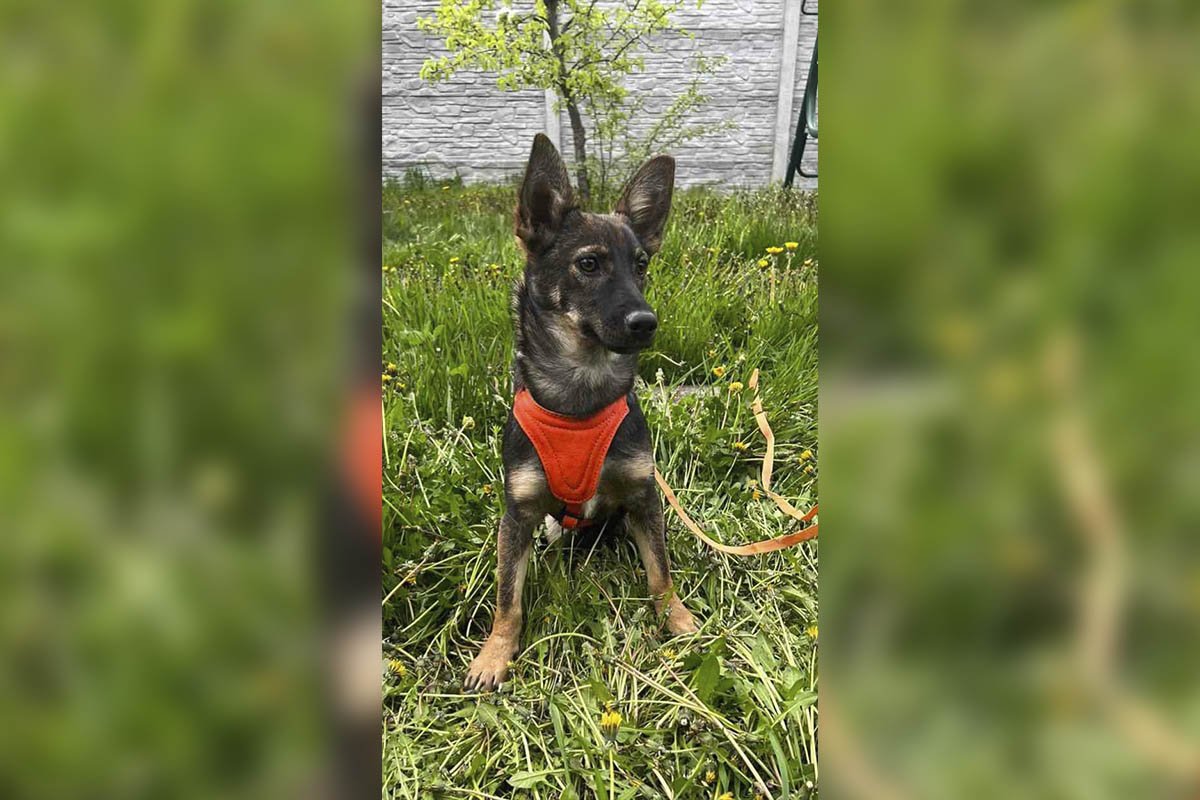 Маленька вівчарка