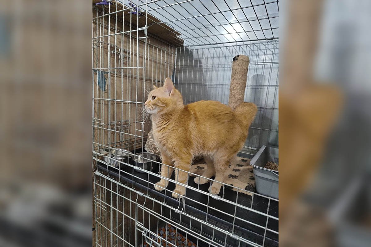 Грайливі та люблячі: у Дніпрі котики та песики шукають новий дім 6
