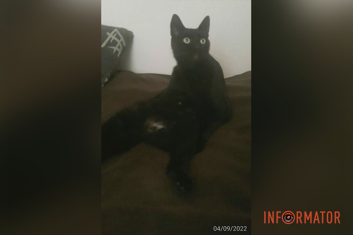 Пультик Пультик