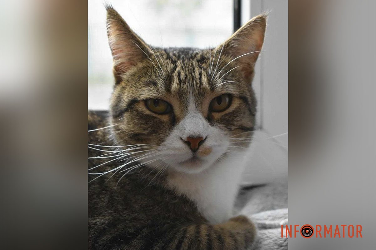 Клепа Клепа