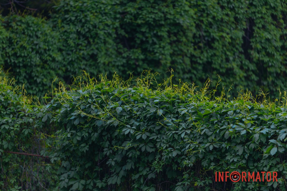 А все таке зелене