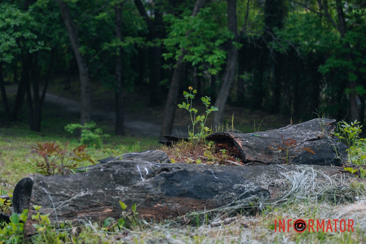 Немов мистецтво