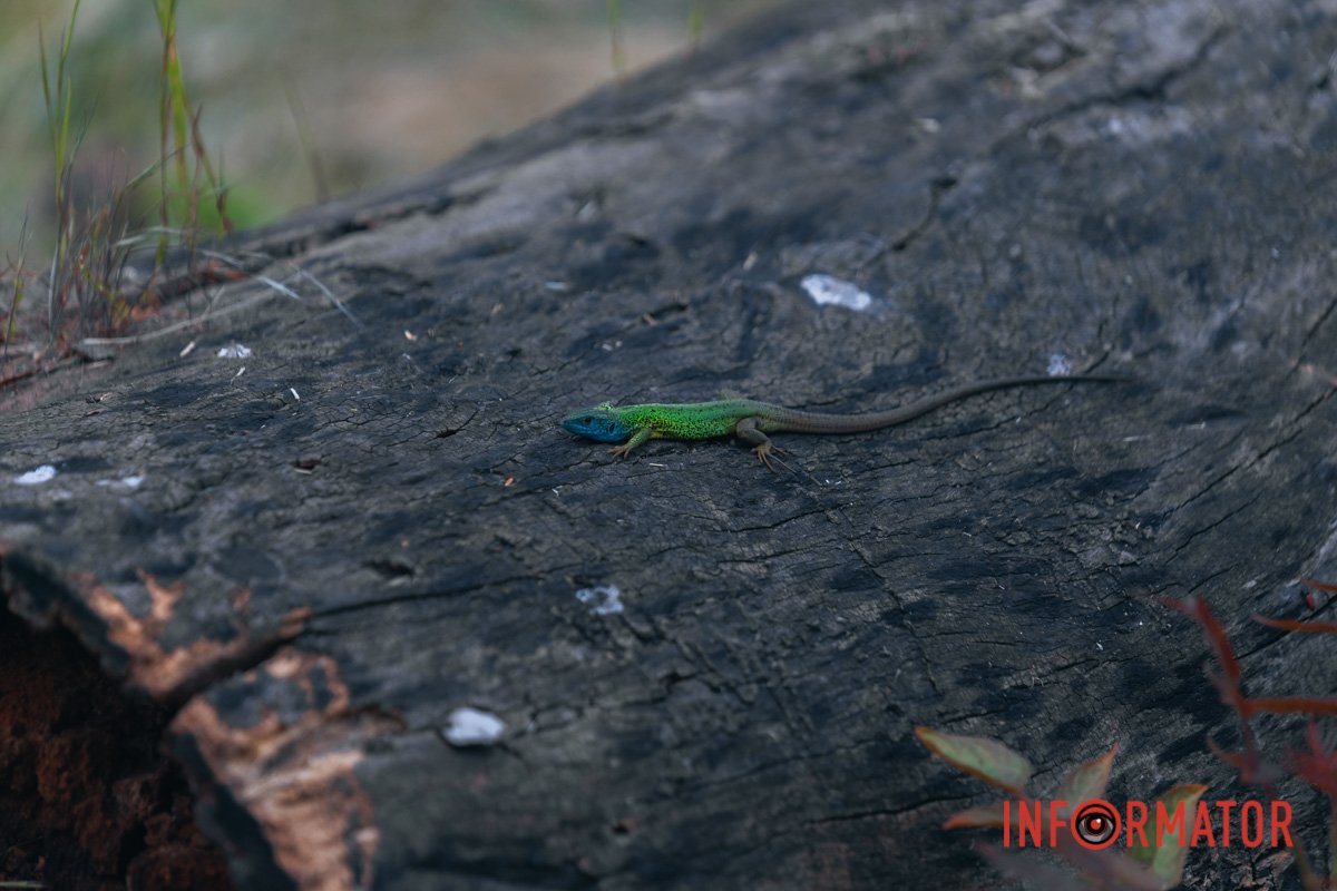 Який маленький