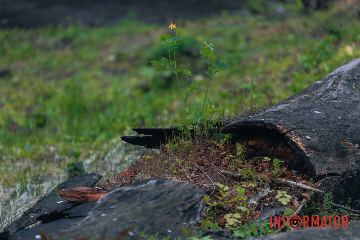 Життя переможе