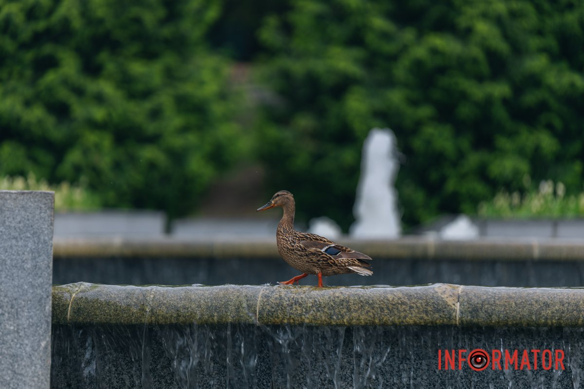 Качині історії