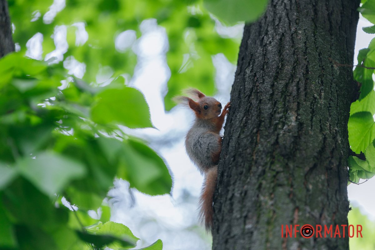 Горіхи є? А якщо знайду?