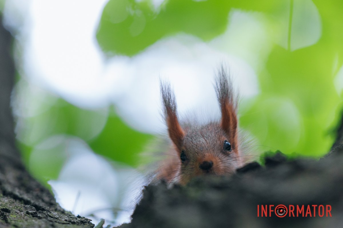 Не забувайте приносити горішки