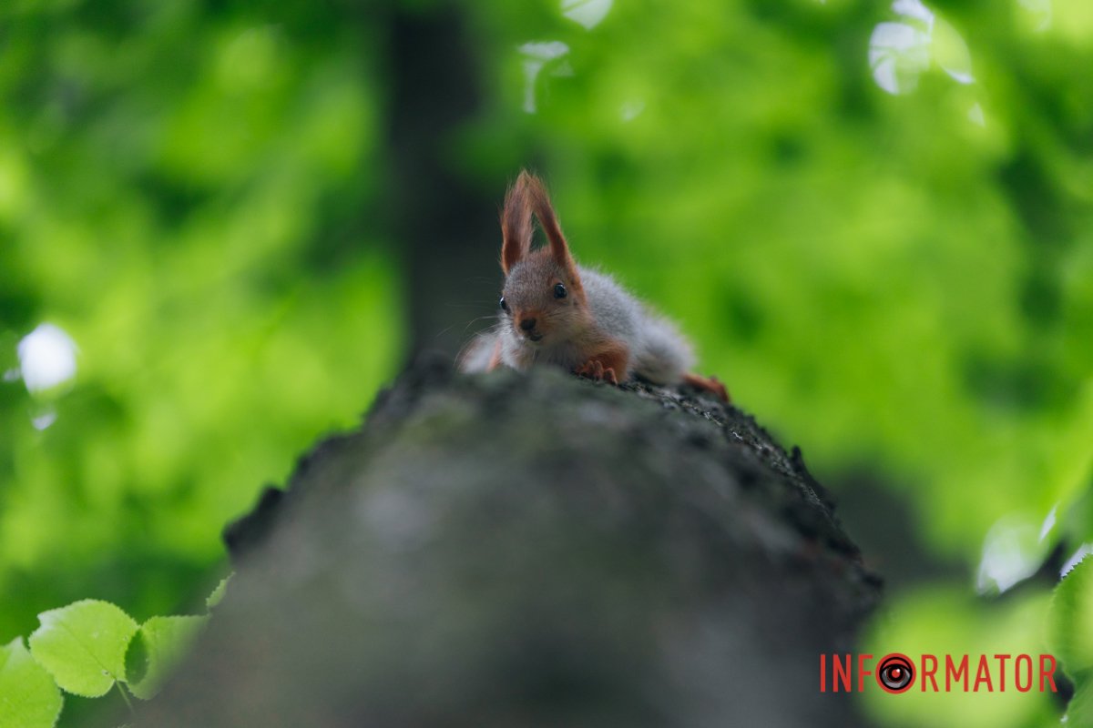 Білкотерапія