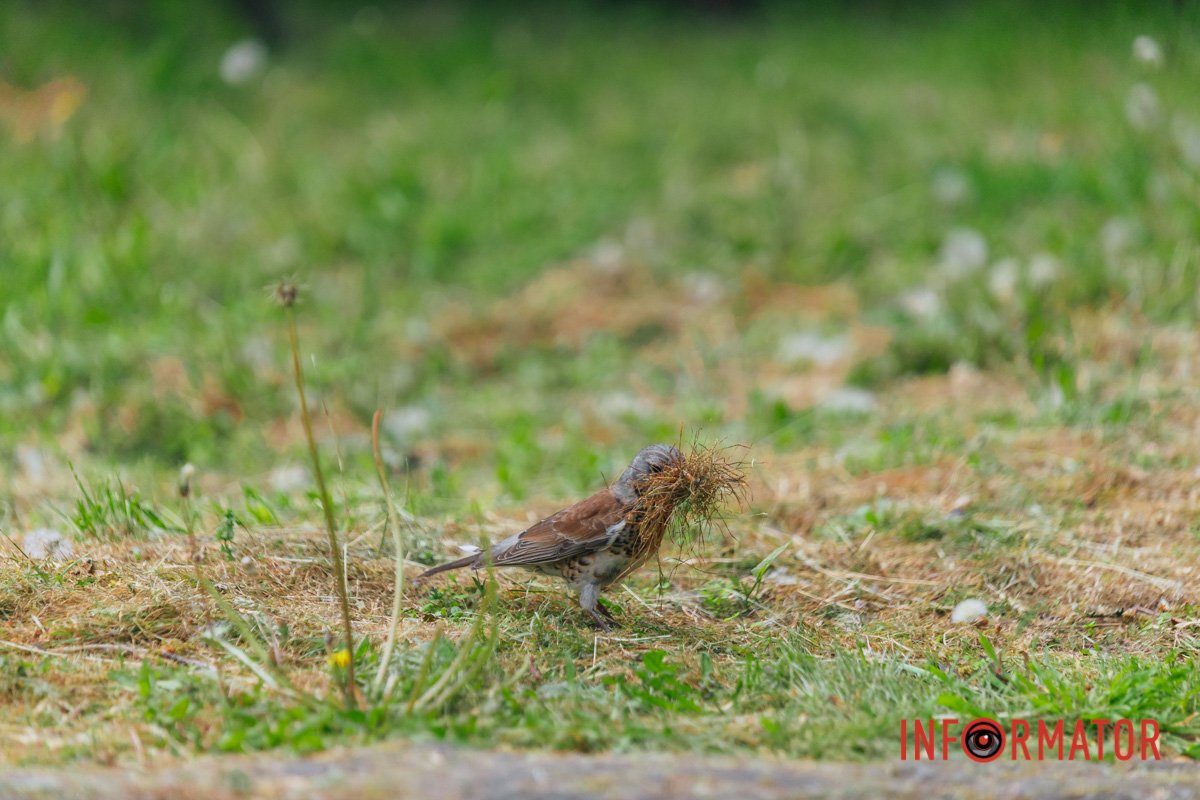 Справжній господар