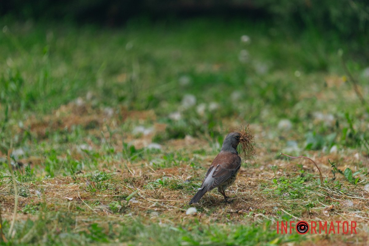 Робить гніздо