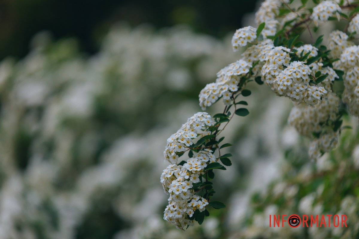 Очікуємо миру на нашій землі