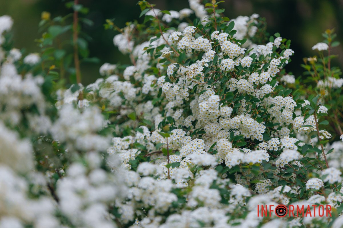 Дякуємо ЗСУ!