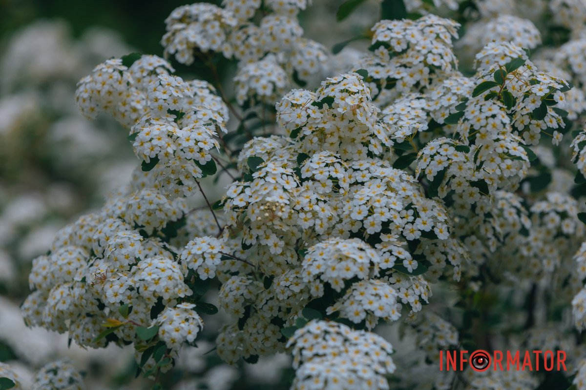 А все таке зелене і квітуче