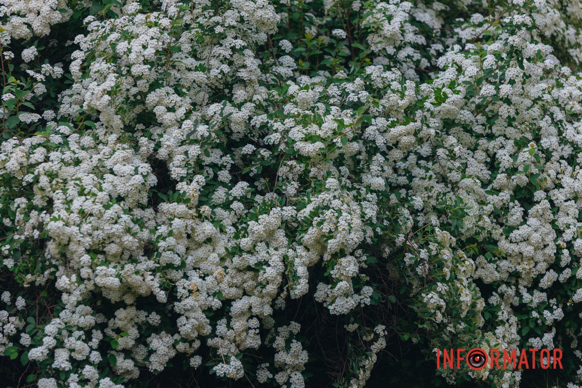 Природа дивує