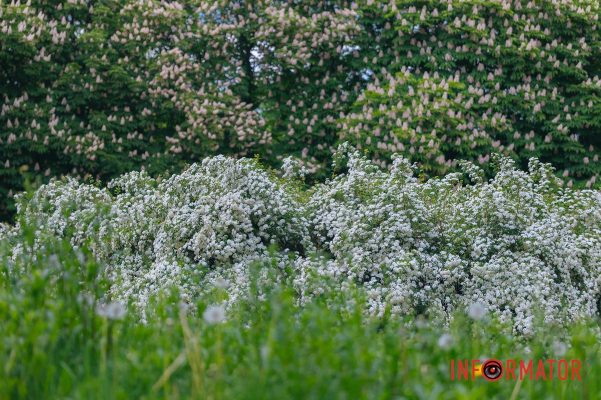 Дніпро розквітає