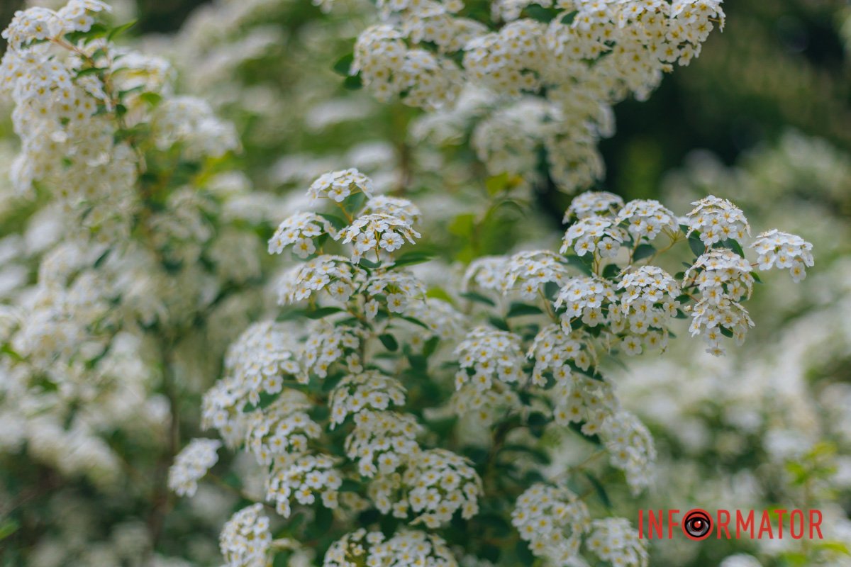 Має ефектний зовнішній вигляд