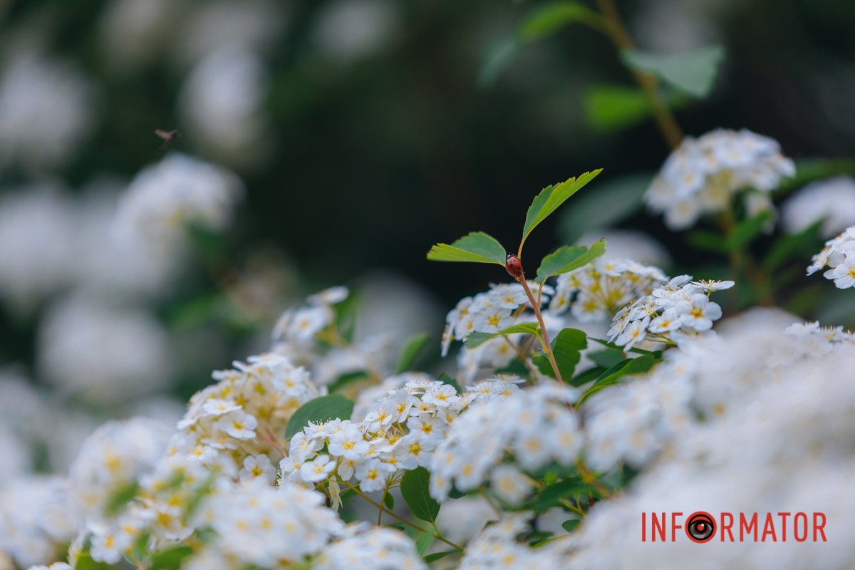 Офіційна назва - спірея