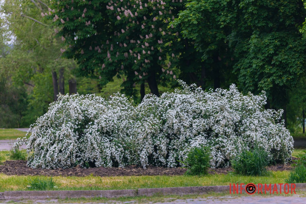 Так виглядає "Біла наречена"