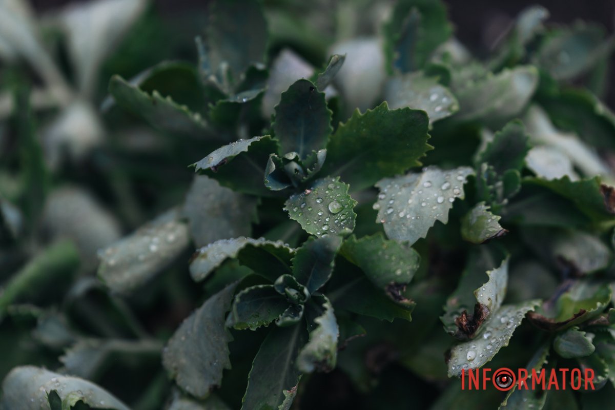 Краса і все