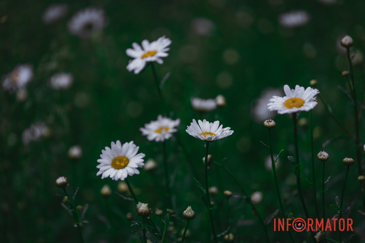 Ромашкове поле