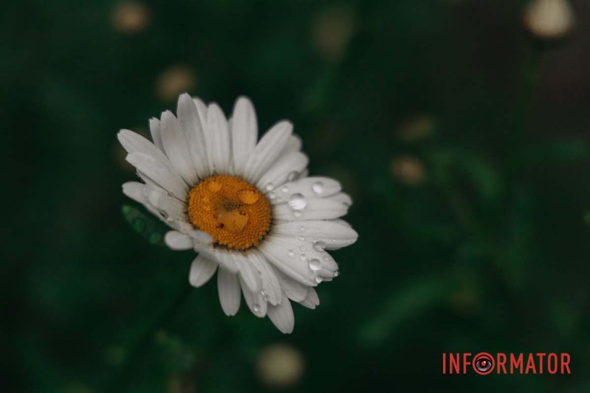 Немов картина