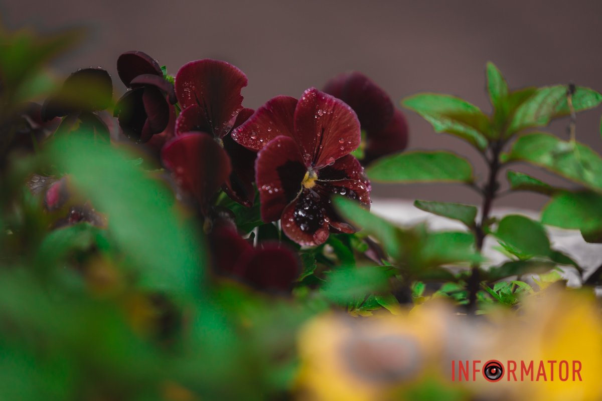 Чарівні кольори