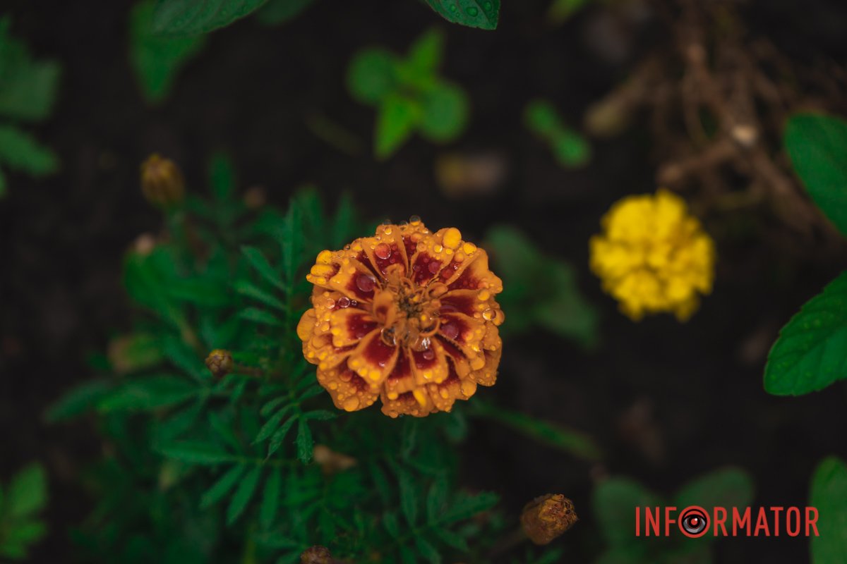 Посміхнись 