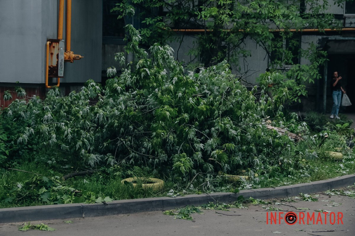 Не ходіть під старими деревами