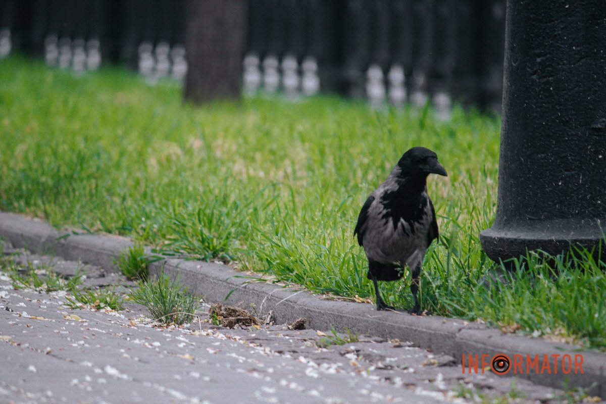 Пташка Пташка