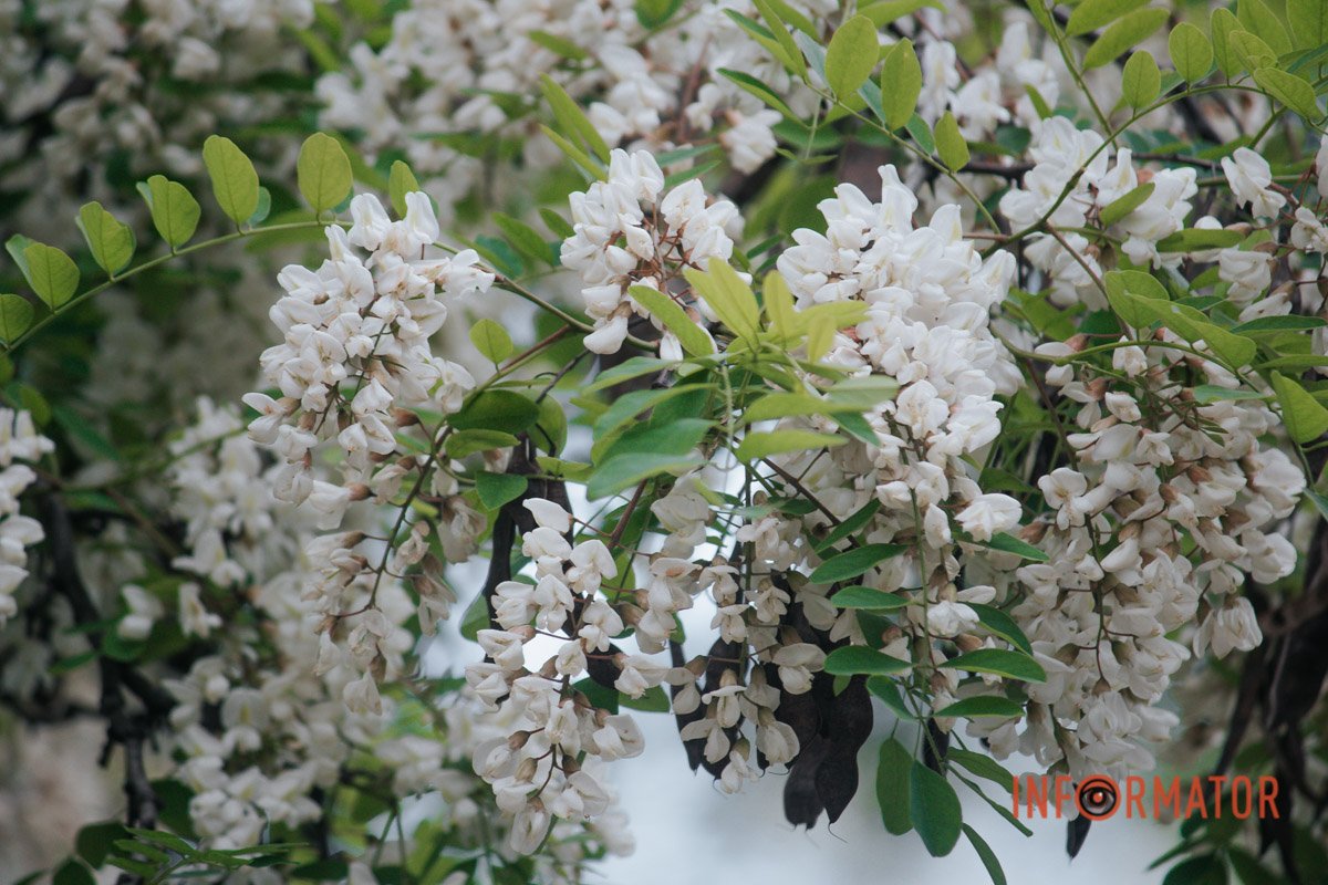 Природа Природа