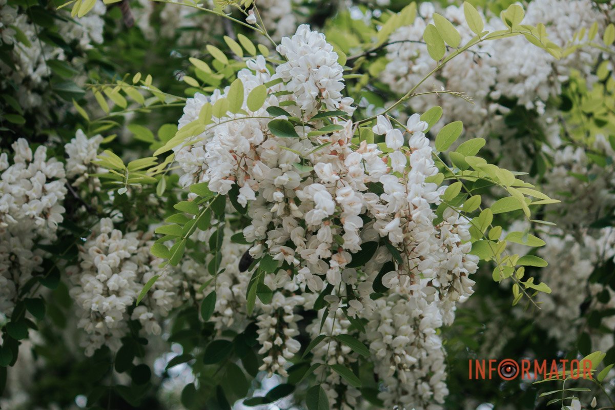 Насолодитись ароматом можна у центрі Дніпра Насолодитись ароматом можна у центрі Дніпра