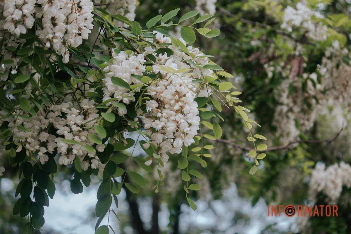 Краса Краса