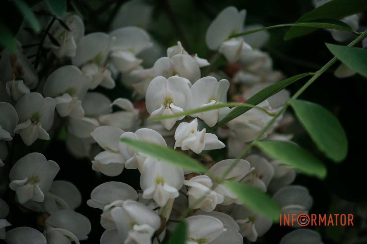 Біла акація розцвіла у Дніпрі Біла акація розцвіла у Дніпрі