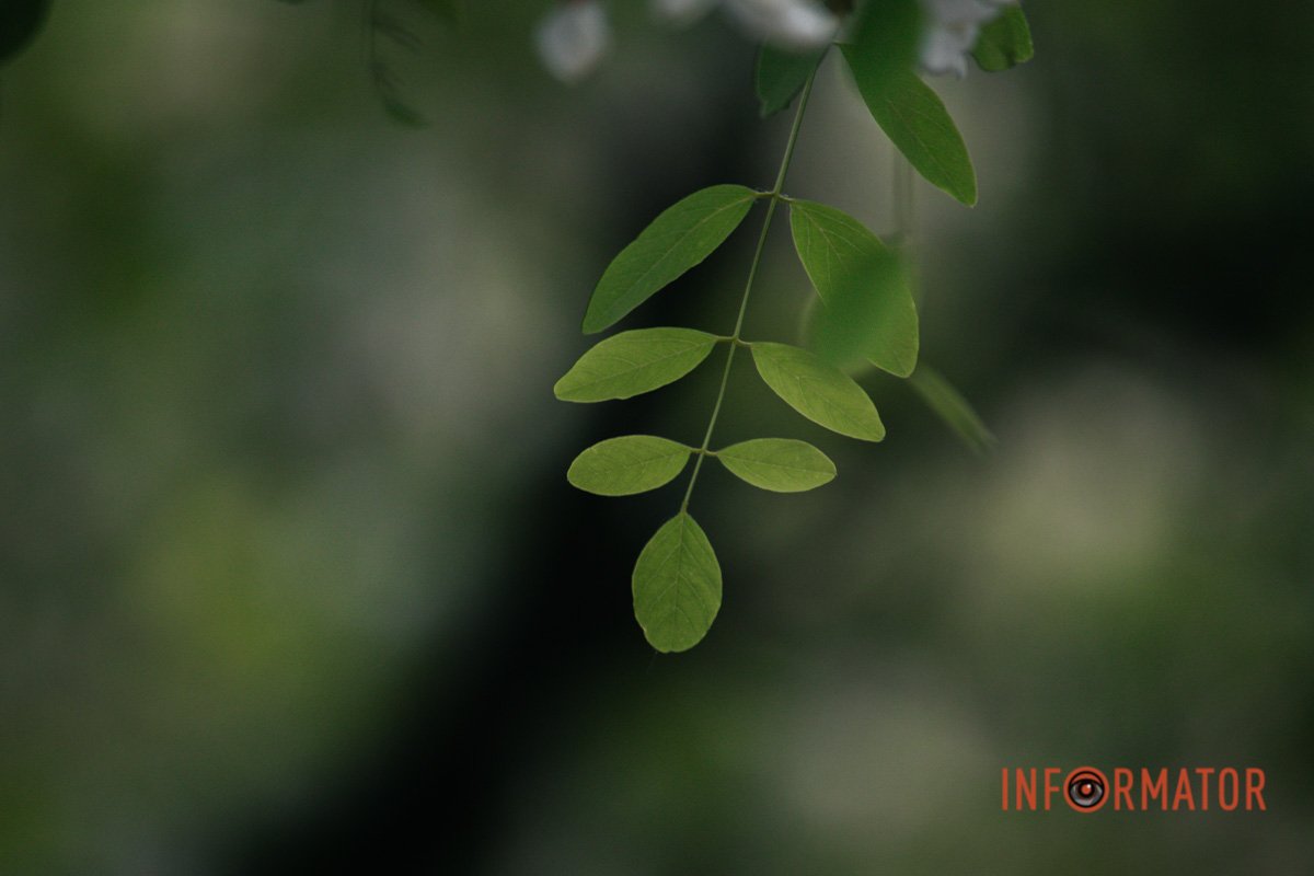 Листочки Листочки