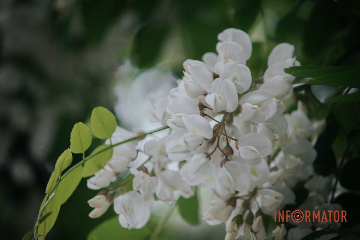 Суцвіття Суцвіття