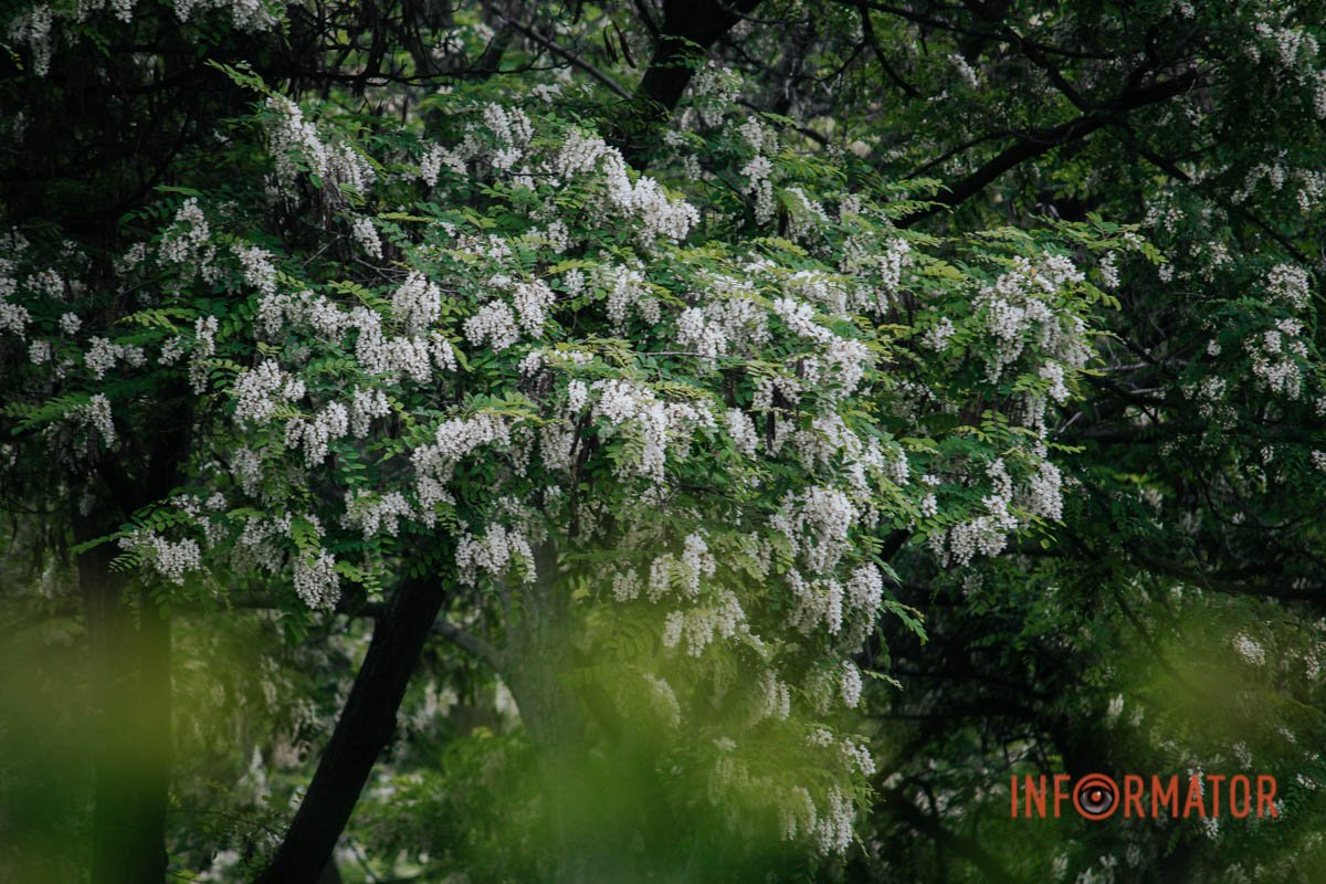 Дерева Дерева