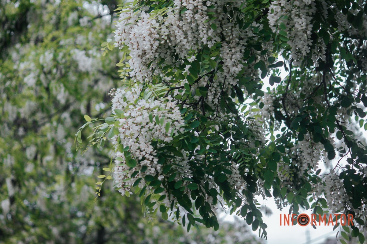 Немов картинка Немов картинка