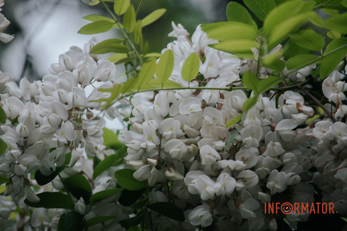 Лови момент Лови момент