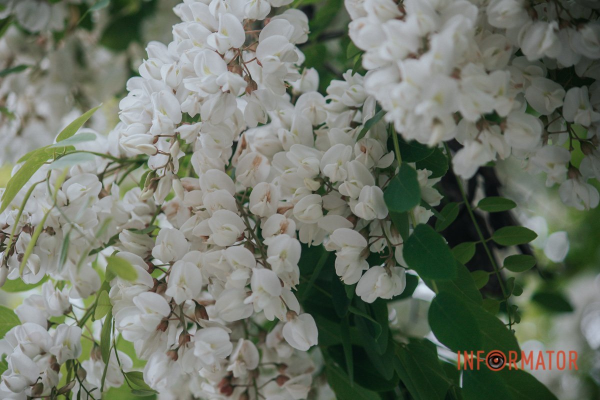 Насолоджуйтесь красою Насолоджуйтесь красою