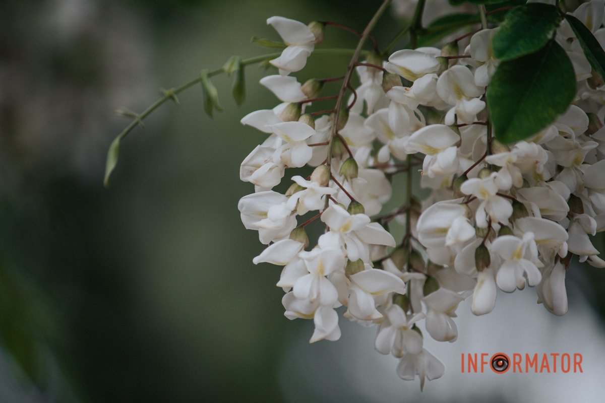 Ніжно Ніжно