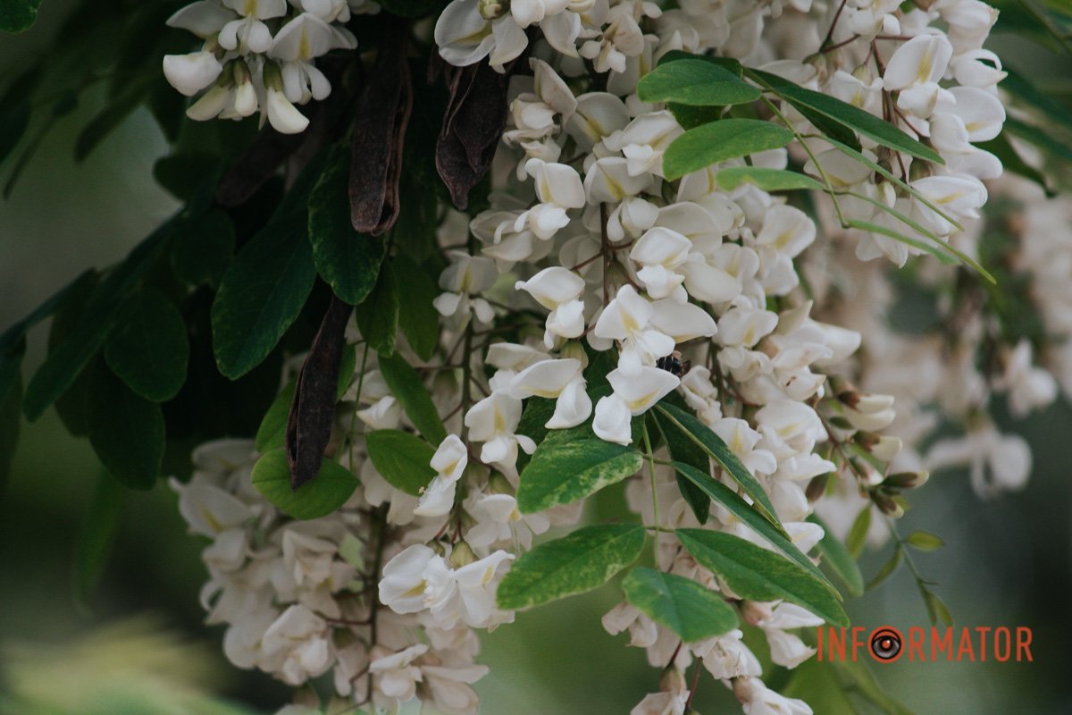 Ще один подарунок від весни Ще один подарунок від весни